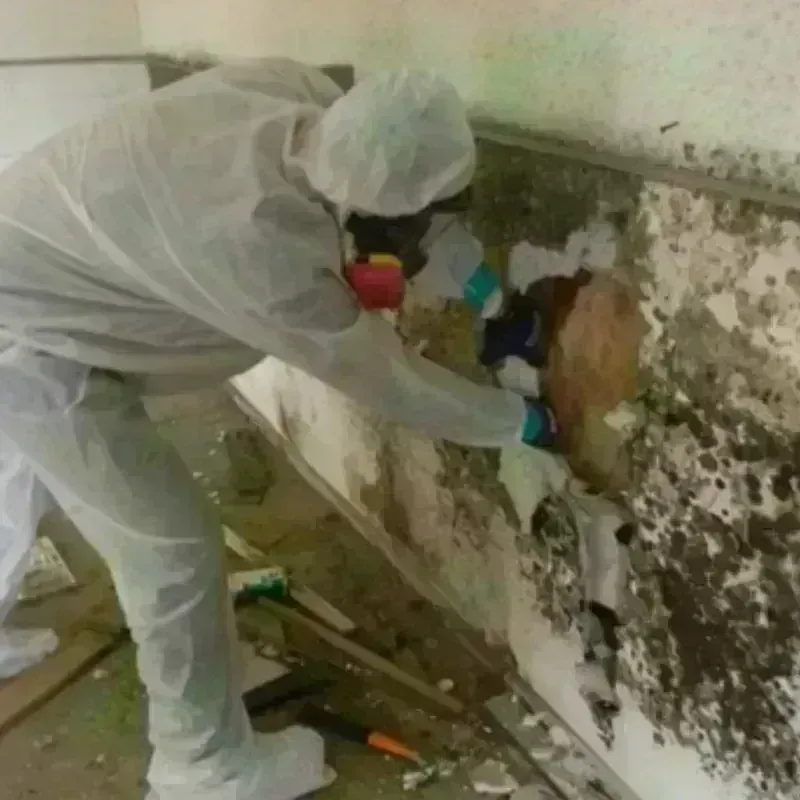 Mold Remediation and Removal in Hot Springs, SD